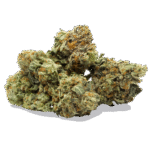 Master Kush
