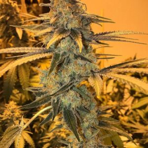 BUY OG KUSH ONLINE